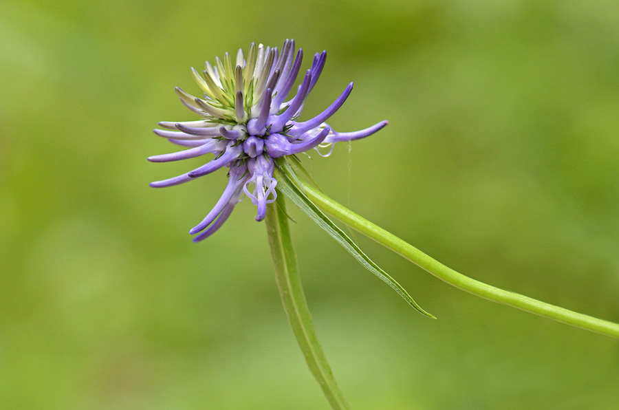 Phyteuma scheuchzeri / Raponzolo di Scheuchzer